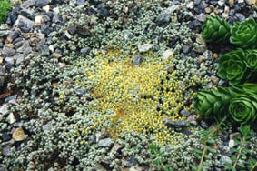 Raoulia australis 'calf'